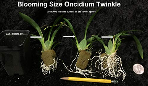 Onc. Twinkle 'Yellow Bird' (SD1)