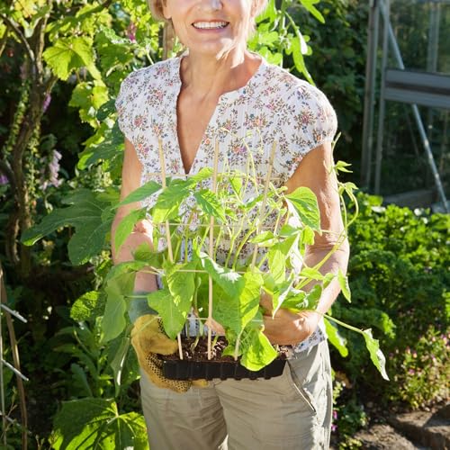 Bamboo Trellis 4FT (4ft Fan Shaped, Pack of 10)