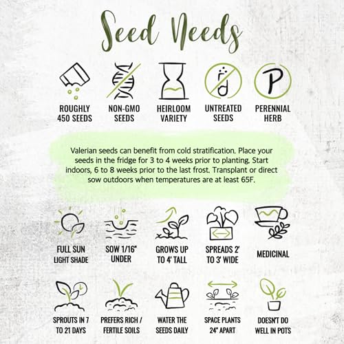 Valerian Seeds to Plant Heirloom Non (2 Packs)