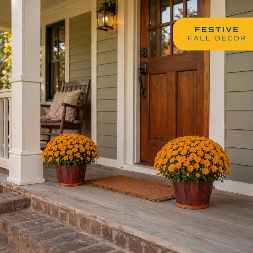 Garden Mums Live Outdoor Plant (Bushel Basket Flower Pot / 3 Qt. (Pack of 2) / Orange)