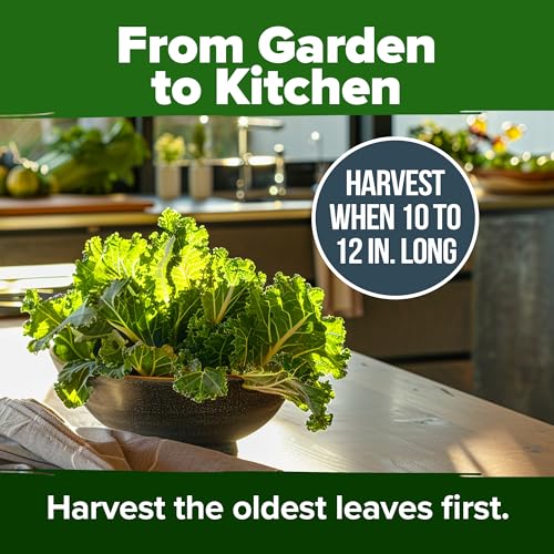 Georgia Southern Collard Seeds