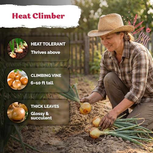 250 Texas Early Grano Onion Heirloom Vegetable Seeds