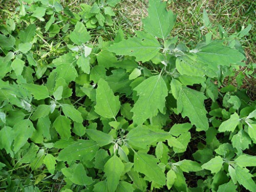 5000 Lambs Quarter Heirloom Herb Seeds