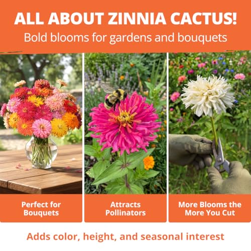 Zinnia Cactus Mix 2000 Flower Seeds Zinnia elegans