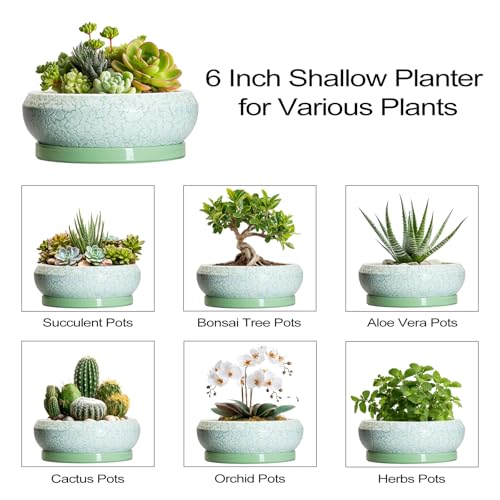 Succulent Pot 6 Inch (6 Inch / Bright Green-white)