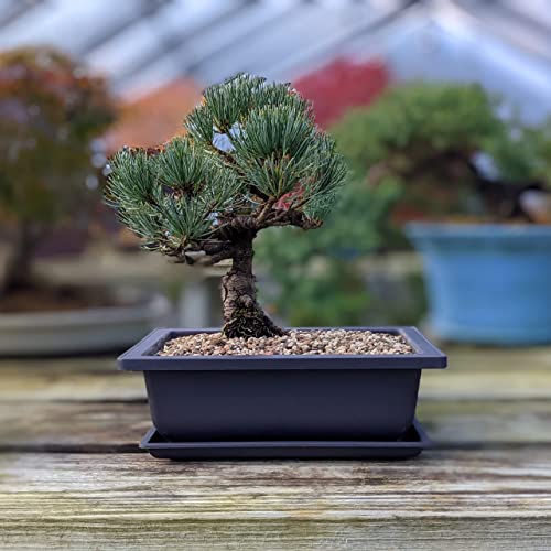 Training Pots with Humidity Trays (3 Count)