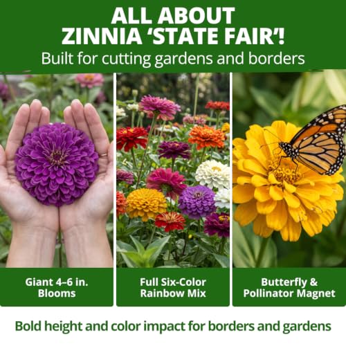 State Fair Zinnia Seeds