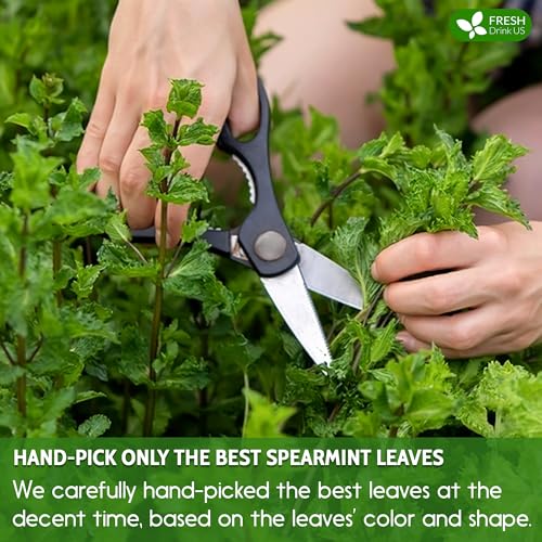 Spearmint Tea Bags (120 Tea Bags)