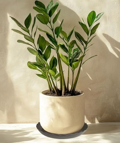 4 Pack of 14 inch Plant Saucer Plant Tray (14" (4 pack) / Brown)