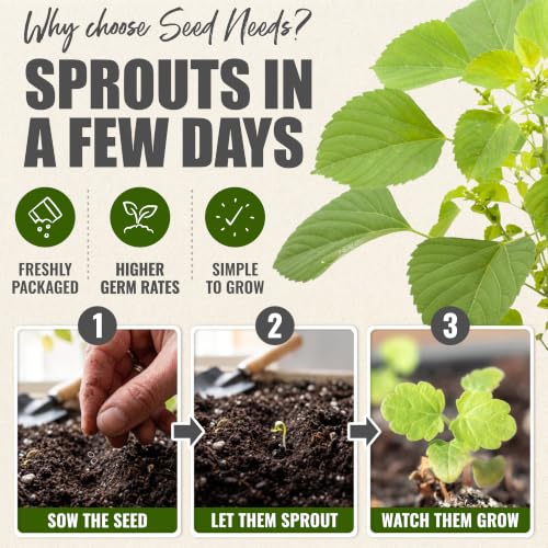 Catnip Seeds to Plant Heirloom Non (5 Packs)