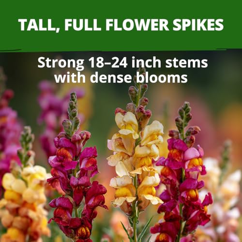 Tetra Snapdragon 7000 Flower Seeds Antirrhinum majus