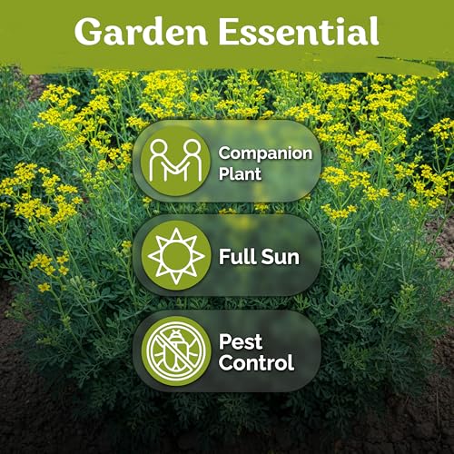 500 Common Rue Heirloom Herb Seeds for Planting