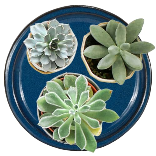 Ceramic Plant Saucer (2 Count)