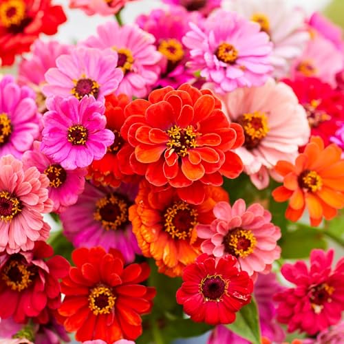 Zinnia Seeds Dahlia Flowered Mix (1/4 Pound / Dahlia Flowered Zinnia Mix)