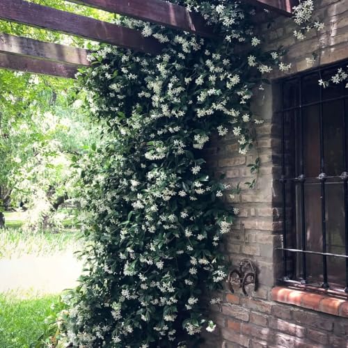 Daisy Ship Star Jasmine Trachelospermum (2-Pack (Sac) / jasmine-star)