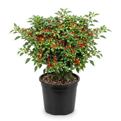 Chiltepin Pepper Plants Live (Chiltepin Tepin Bird Pepper)