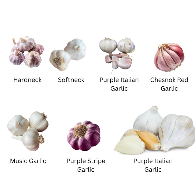 1 LB White Hardneck Garlic Bulbs for Planting in Fall (White Garlic)