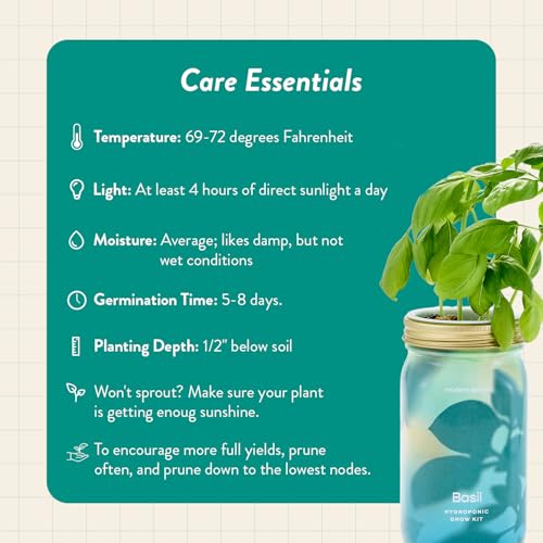 Mason Garden Jar (Garden Jars / Basil)