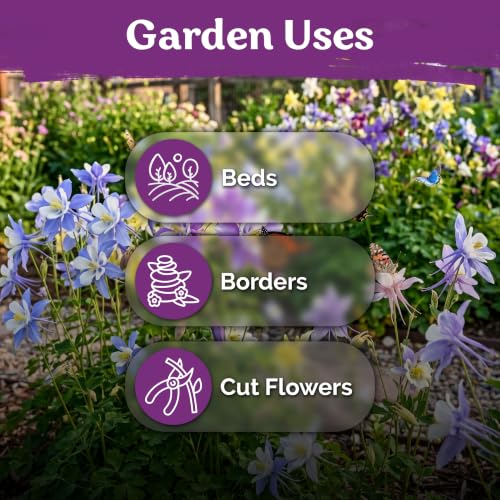 1 000 McKana Giants Mix Columbine Heirloom Flower Seeds