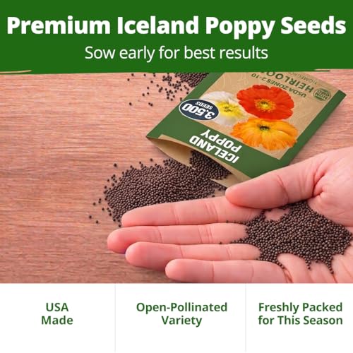 Iceland Poppy 3500 Flower Seeds Papaver nudicaule