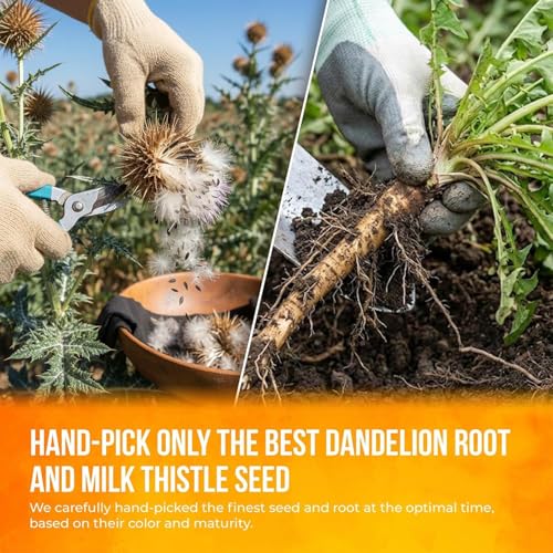 Premium Dandelion Milk Thistle Herbal Tea (75 Tea Bags)