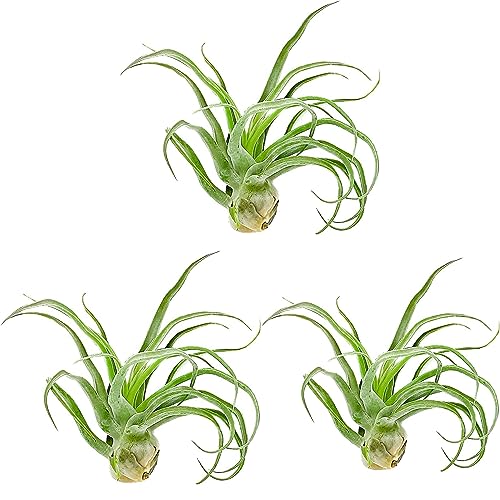 Live Air Plants (3 Pack / Jumbo)