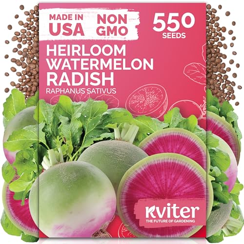 550 Watermelon Radish Heirloom Vegetable Seeds