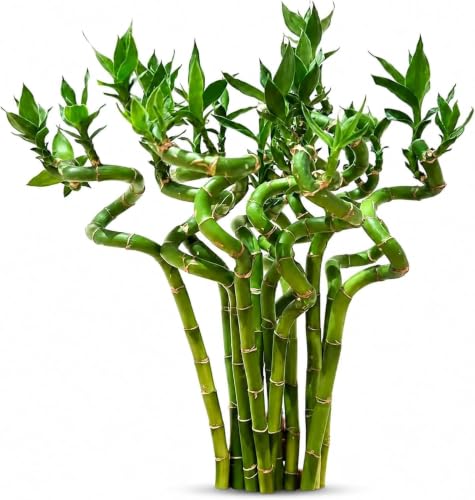 Lucky Bamboo Live Plant