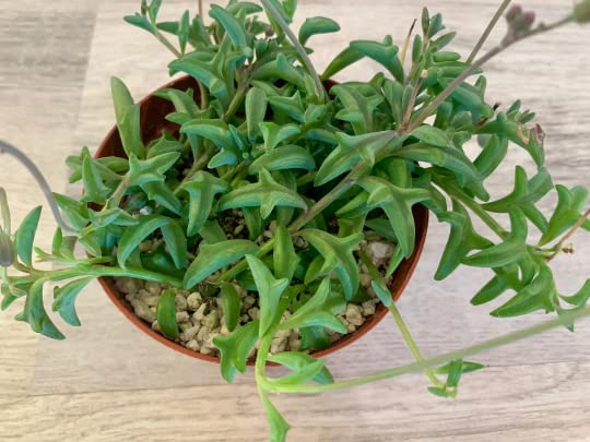 Live Succulent 4" String of Dolphins (4" / String of Dolphins)