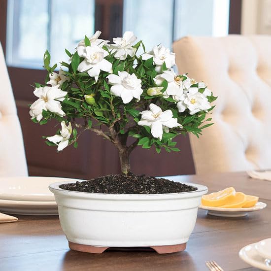 Daisy Ship Gardenia Veitchii Aromatic (2 Count)