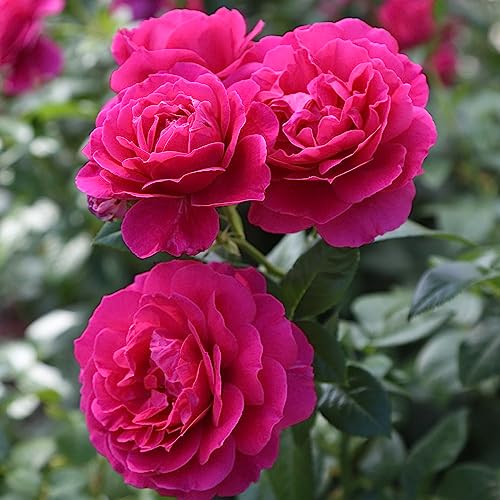Heirloom Hybrid Tea Roses (Pretty Lady Rose)