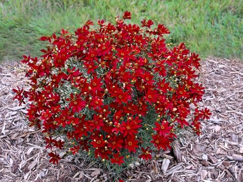 Live Perennial Plants (1 Pot)