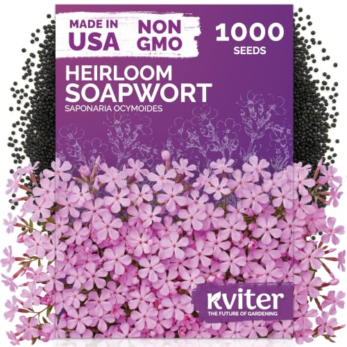 1 000 Soapwort Heirloom Flower Seeds for Planting