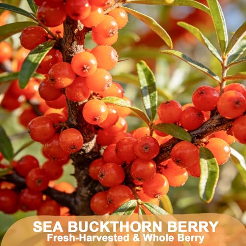 Sea Buckthorn Berry (4 Ounce (Pack of 1))
