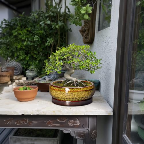 Succulent Planters 8 Inch (8 Inch / Leopard Yellow)