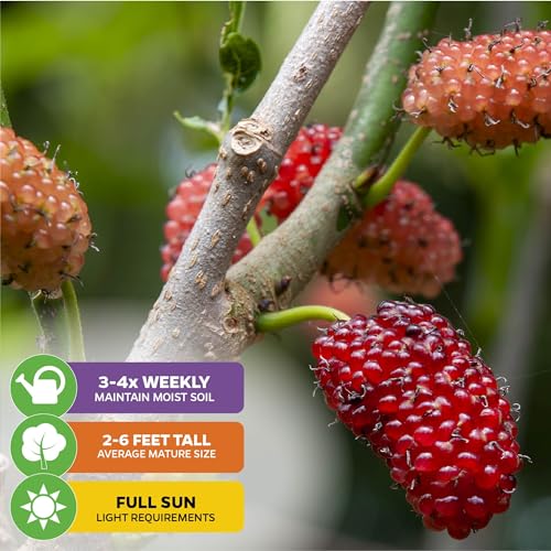 Dwarf Everbearing Black Mulberry Tree (Dwarf Mulberry)