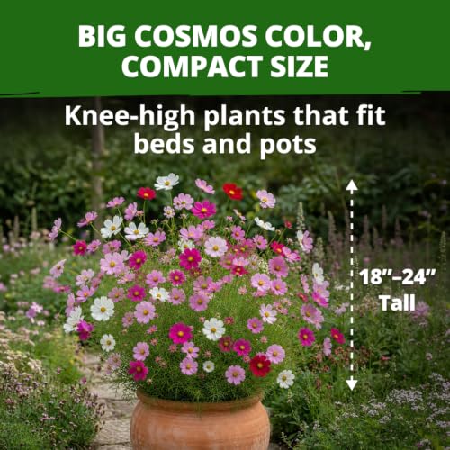 Sensation Dwarf Mix 600 Cosmos Flower Seeds Cosmos bipinnatus