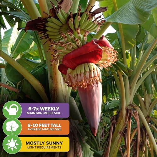 Gran Nain Banana Tree (Gran Nain)