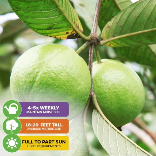 Bright Pink Guava Tree (Bright Pink Guava)