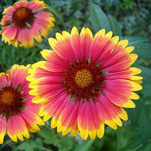 Non GMO Bulk Annual Gaillardia Blanket Flower Seed