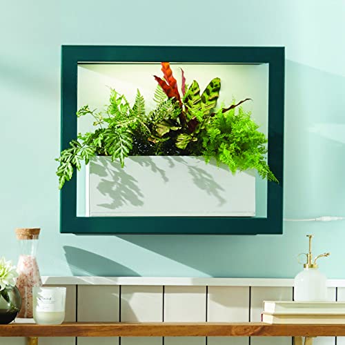 Plant Mister 8 oz Indoor Watering Can & Sprayer