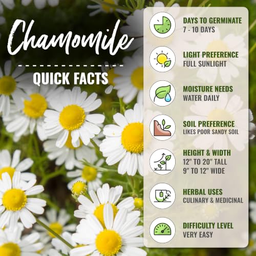 German Chamomile Seeds to Plant Heirloom Non (2 Packs)