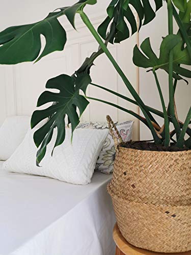 Seagrass Plant Basket with Handles