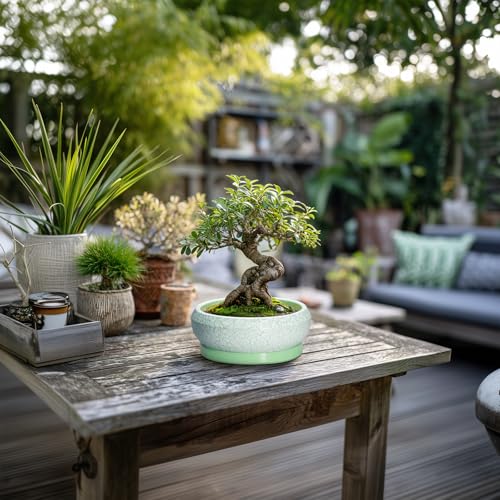 Succulent Pot 6 Inch (6 Inch / Bright Green-white)