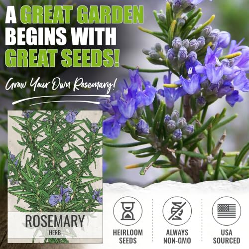 Rosemary Seeds to Plant Heirloom Non (2 Packs)