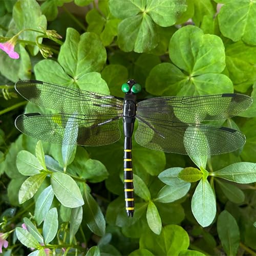 10 Pcs Black Dragon Fly Clips (10 Pcs Black)