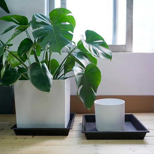 Square Plant Saucer 14 Inch 2 Pack