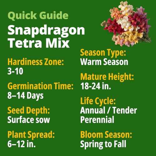 Tetra Snapdragon 4