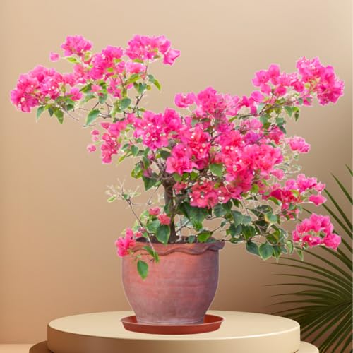 13.5 Inch 12 Inch Base (13.5" (4 Pack) / Brown)