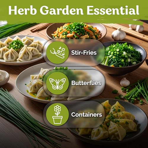 500 Garlic Chives Heirloom Herb Seeds for Planting